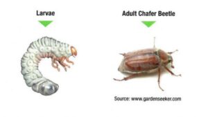 larvae adult and chafer beetle