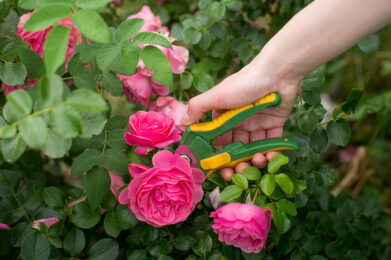 Roses Demystified | Cedar Rim Nursery
