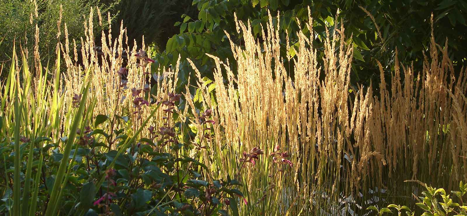 Cedar Rim Grasses Plant Care| Cedar Rim Nursery | Langley, BC