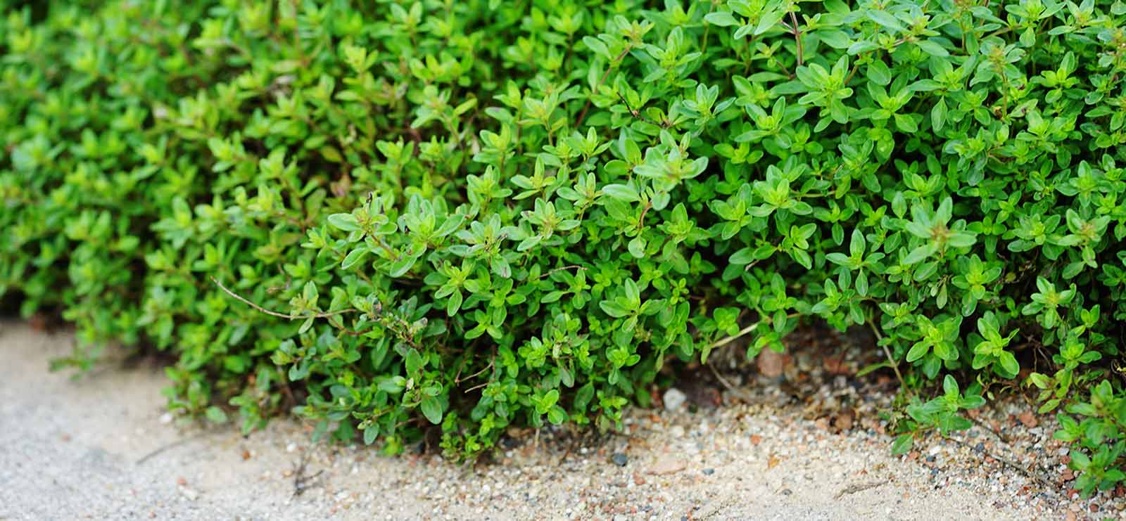 Cedar Rim Groundcover Plant Care| Cedar Rim Nursery | Langley, BC