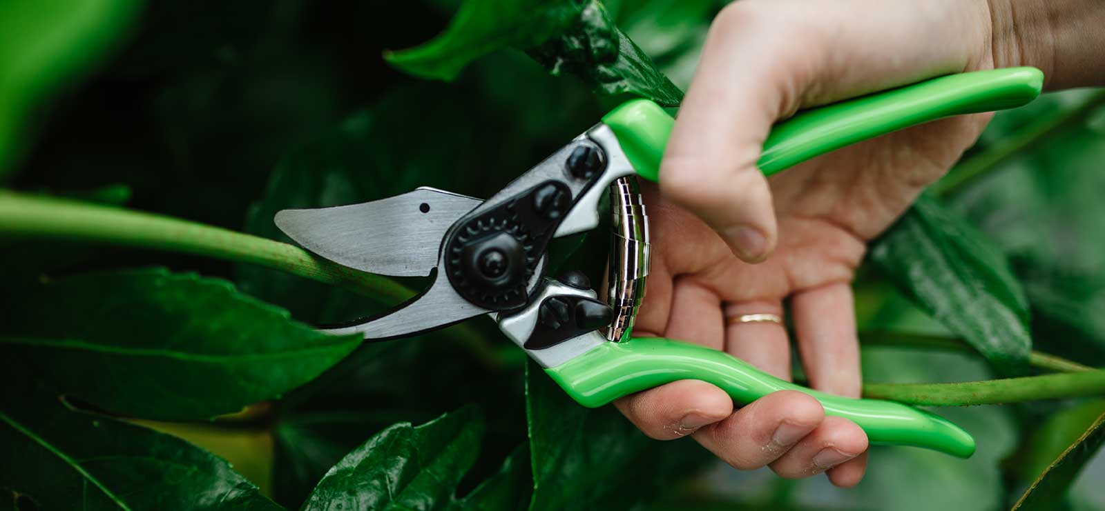 Pruning Techniques for Professional Landscapers – Reservation
