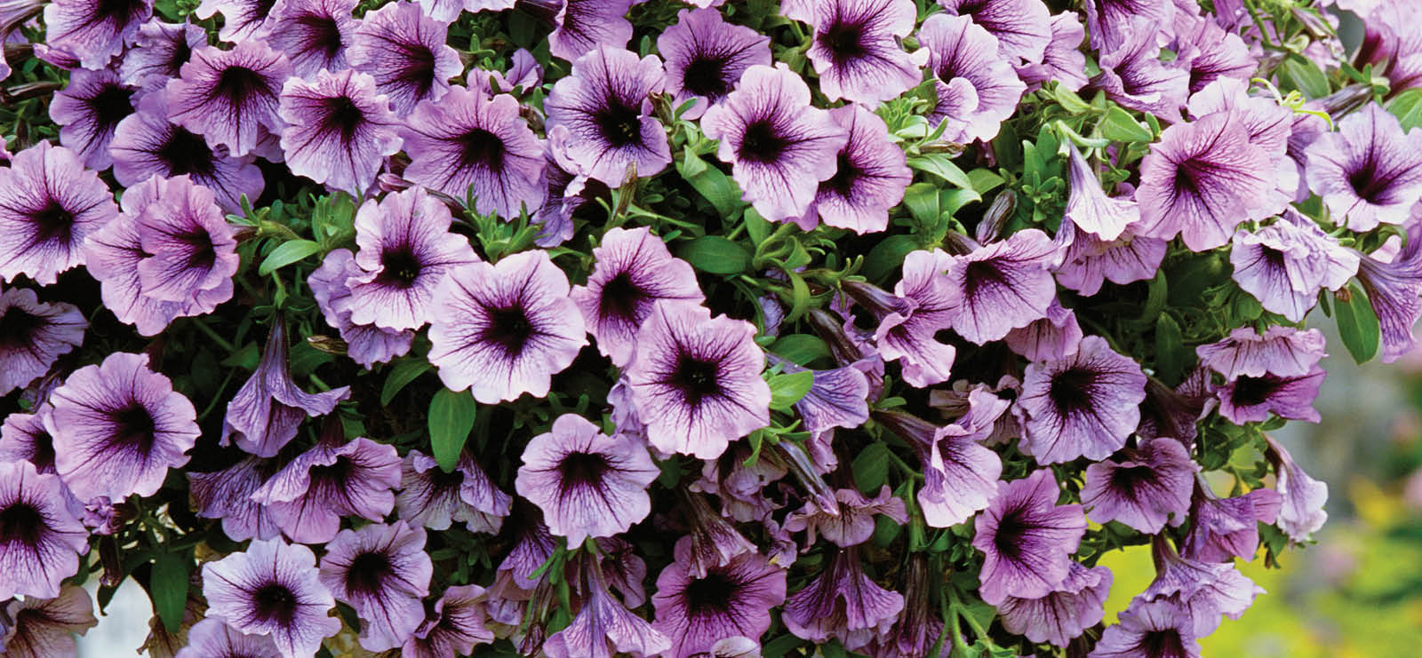News | Cedar Rim Nursery | Langley, BC