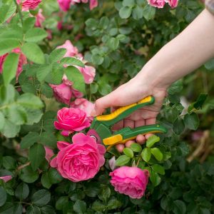 cedar rim nursery pruning rose