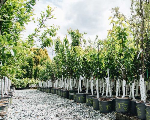 cedar rim nursery seminar fruit trees