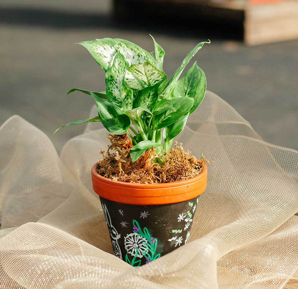 Green Thumbs and Chalk Fun | Cedar Rim Nursery