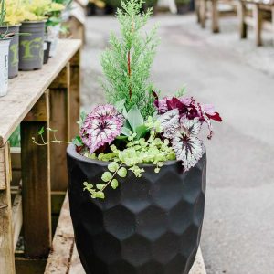cedar rim nursery seminar shade planter