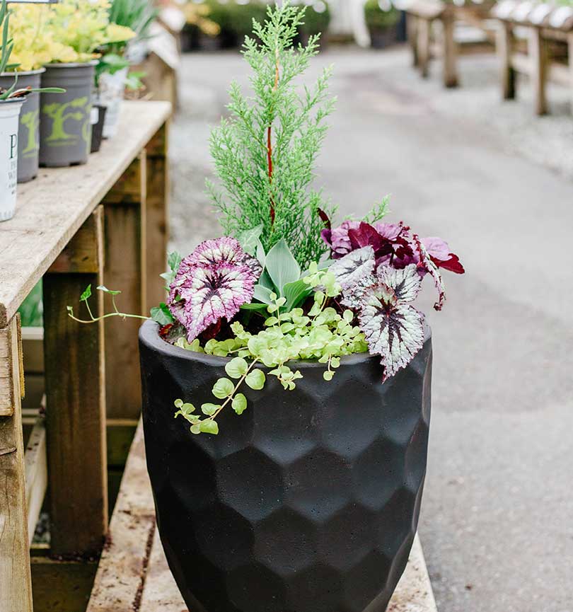 Designing Stunning Shade Containers – Reservation