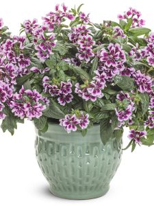 Shop 2025’s Best Proven Winner Varieties