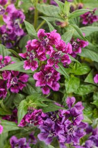 cuphea totally tempted vivid violet tag web