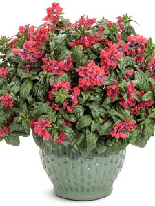 Shop 2025’s Best Proven Winner Varieties