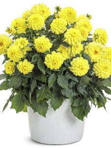 dahlia virtuoso dayglo yellow mono