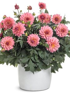 dahlia virtuoso pinkerific mono