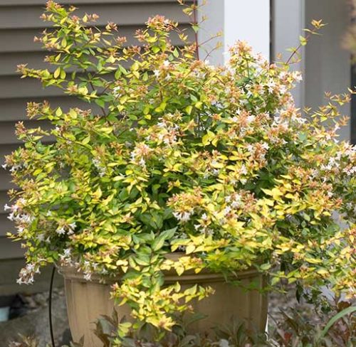 cedar rim nursery abelia bronze anniversary