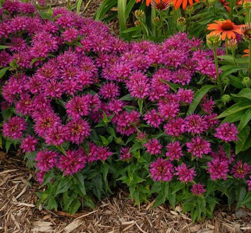 cedar rim nursery monarda pardon my purple