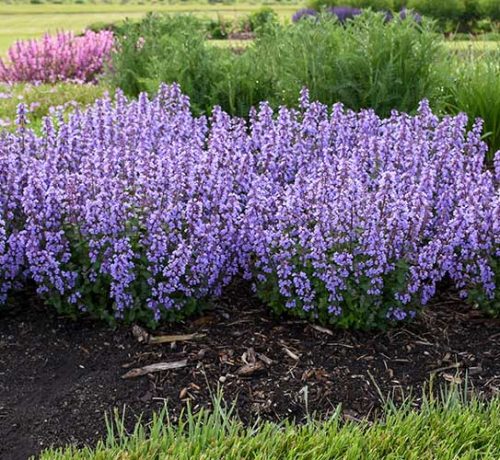 cedar rim nursery nepeta cats pajamas
