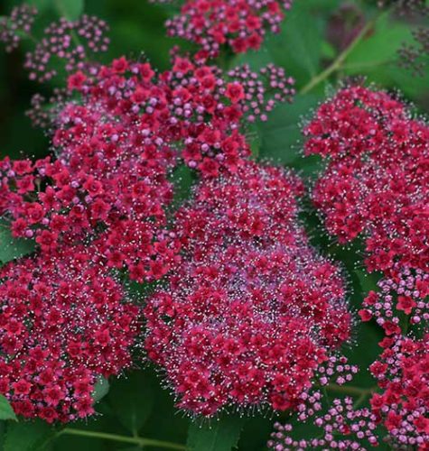 cedar rim nursery spiraea double play red