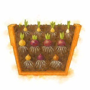 cedar rim nursery seminar bulb design made easy