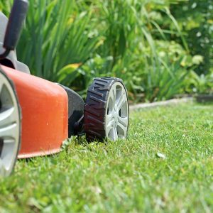 cedar rim nursery seminar lawn care