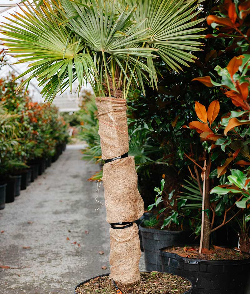 Cedar Rim Seminar: Winterizing For Your Tender Plants | Cedar Rim Nursery