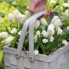 cedar rim nursery container collection peach front muscari