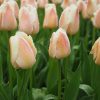 cedar rim nursery container collection peach front tulip