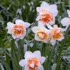 cedar rim nursery container collection peach frost daffodils