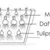 cedar rim nursery container collection peach frost planting diagram