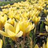 cedar rim nursery container collection ruffled wine crocus