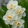 cedar rim nursery container collection ruffled wine daffodil
