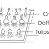 cedar rim nursery container collection ruffled wine planting diagram