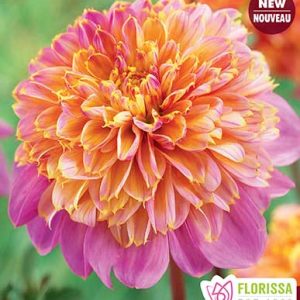 cedar rim nursery dahlia anemone lifestyle