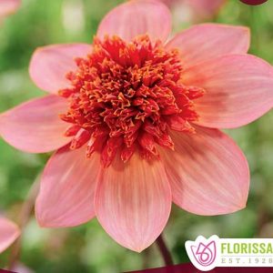 cedar rim nursery dahlia anemone totally tangerine