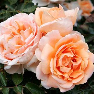 cedar rim nursery roses abbaye de cluny