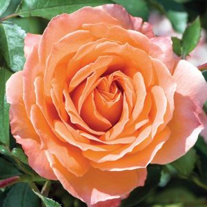 cedar rim nursery roses adobe sunrise