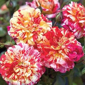 cedar rim nursery roses all american magic