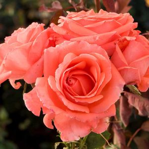 cedar rim nursery roses america