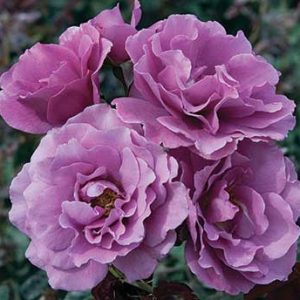 cedar rim nursery roses angel face