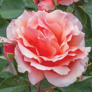 cedar rim nursery roses apricot candy