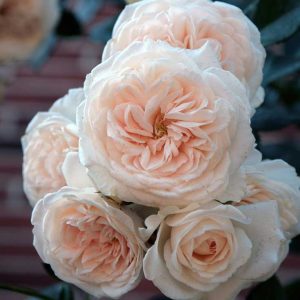 cedar rim nursery roses arborose honeymoon