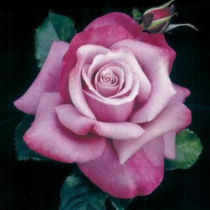 cedar rim nursery roses barbra streisand