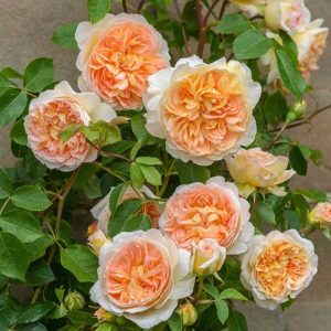 cedar rim nursery roses bathsheba