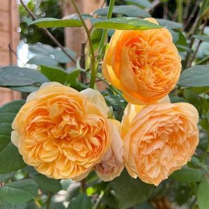 cedar rim nursery roses bring me sunshine