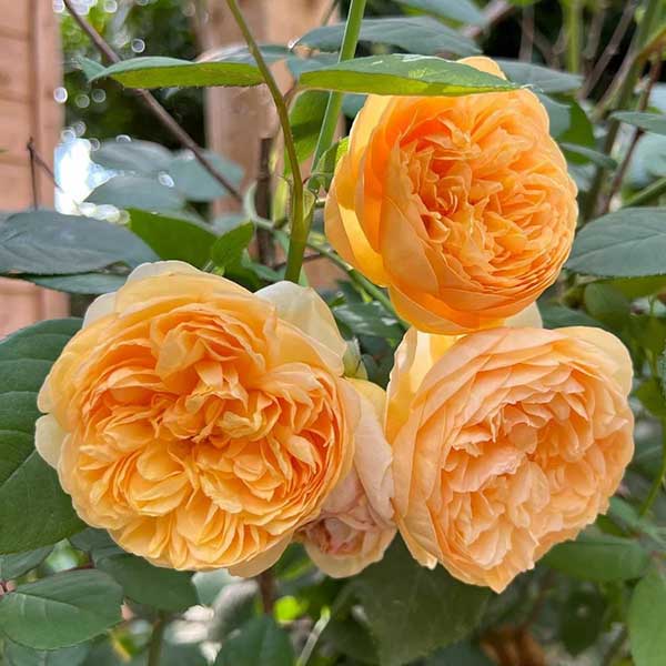 cedar rim nursery roses bring me sunshine