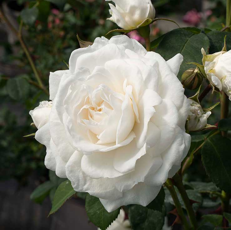 cedar rim nursery roses cloud10