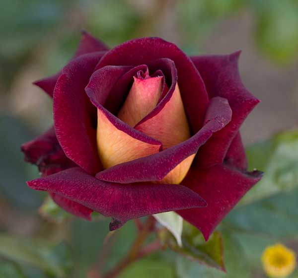 cedar rim nursery roses dark night