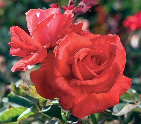 cedar rim nursery roses dolly parton