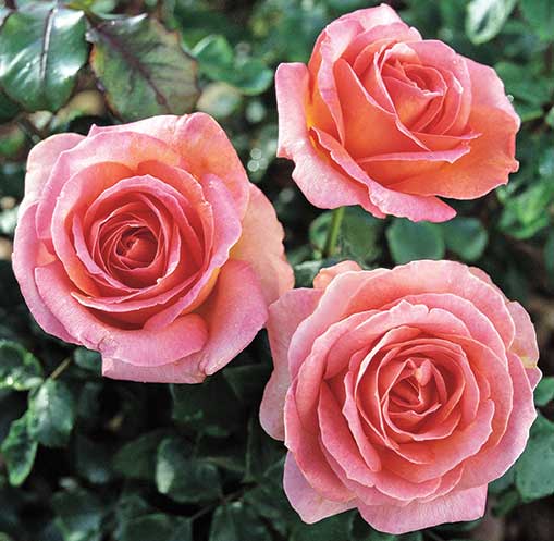 cedar rim nursery roses elle