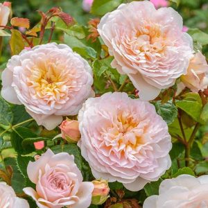 cedar rim nursery roses emily bronte
