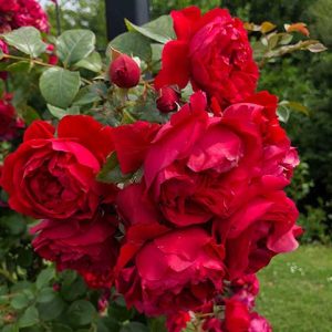 cedar rim nursery roses florentina arborose