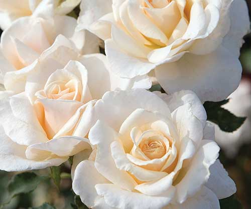 cedar rim nursery roses french lace